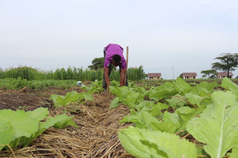 Diploma in Crop Production and Management